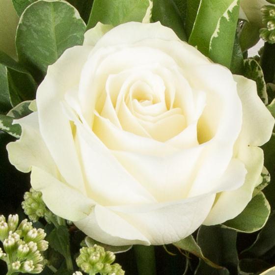 Single White Rose