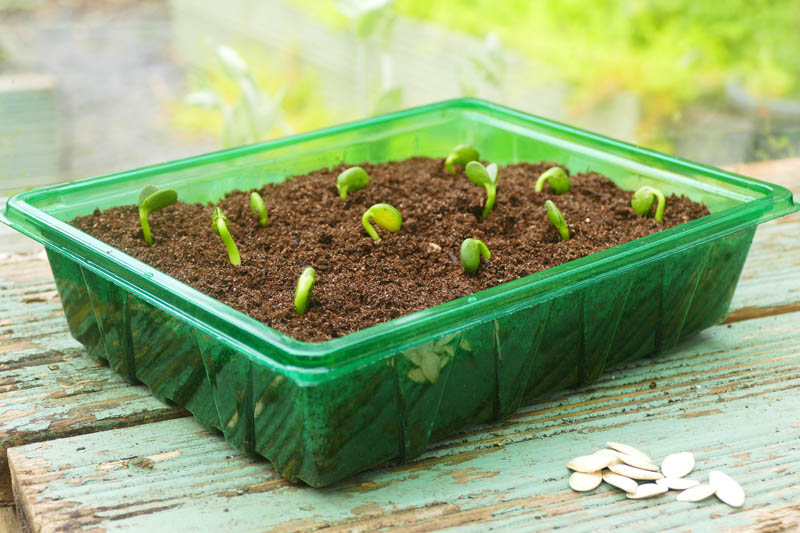 Seeds And Accessories