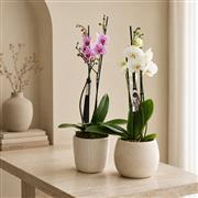 Orchid in a pot 